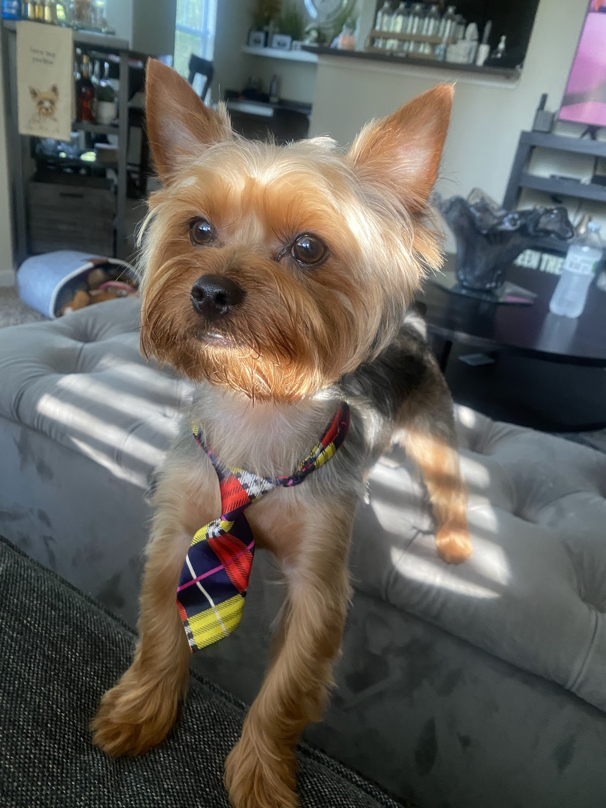 Jenny Sue’s Pet Grooming And Pet Oasis in Conroe