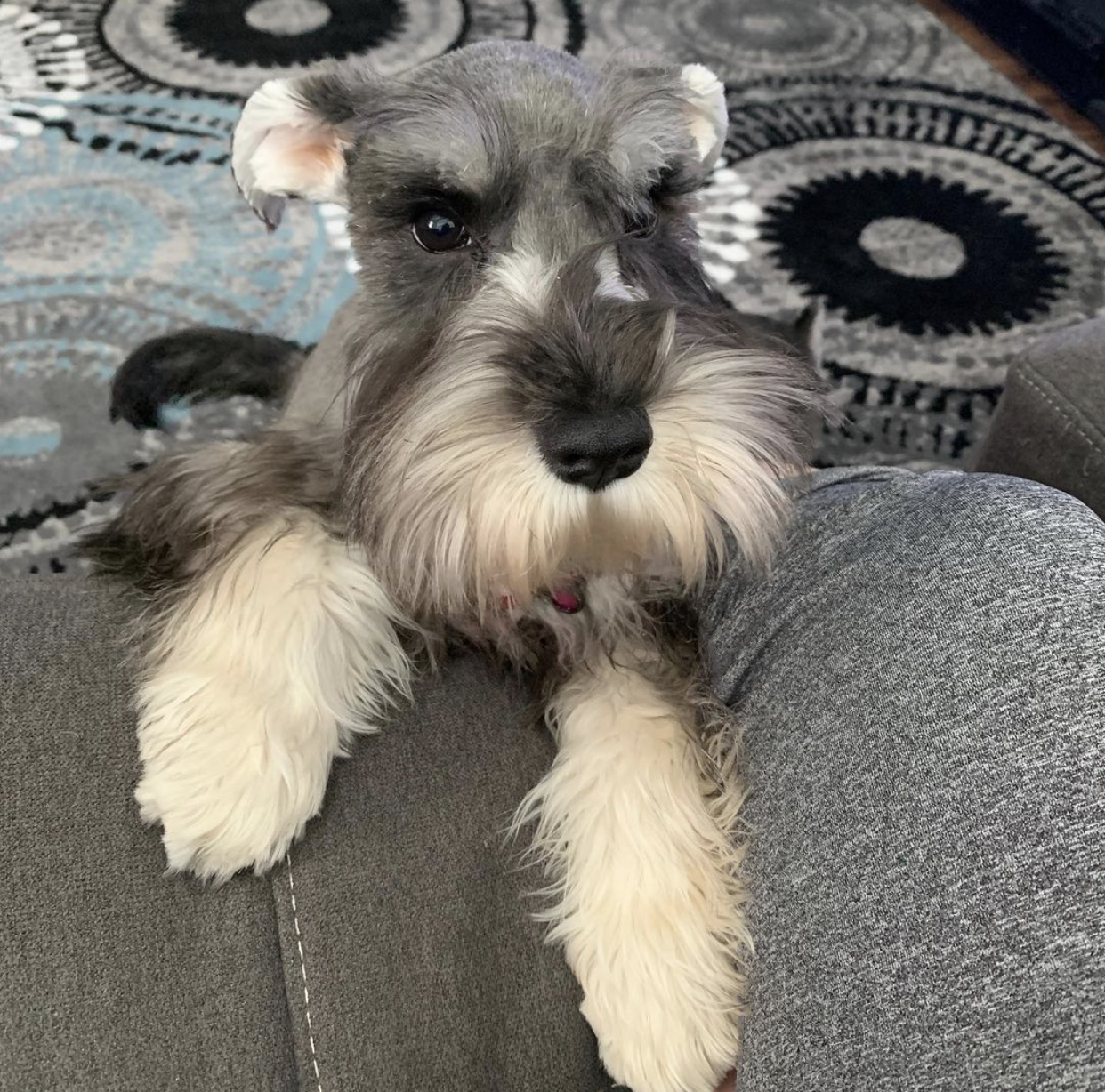 Teddy Bear Cut