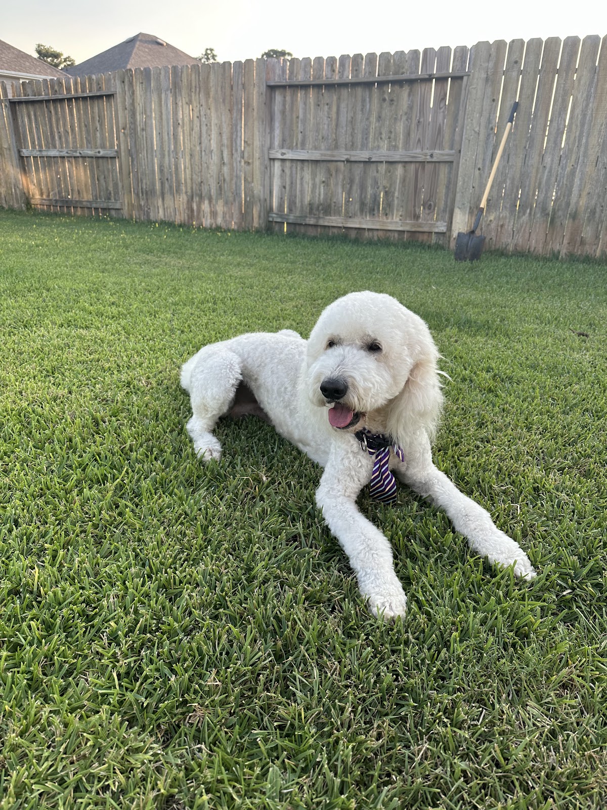 Between-Visit Grooming Tips