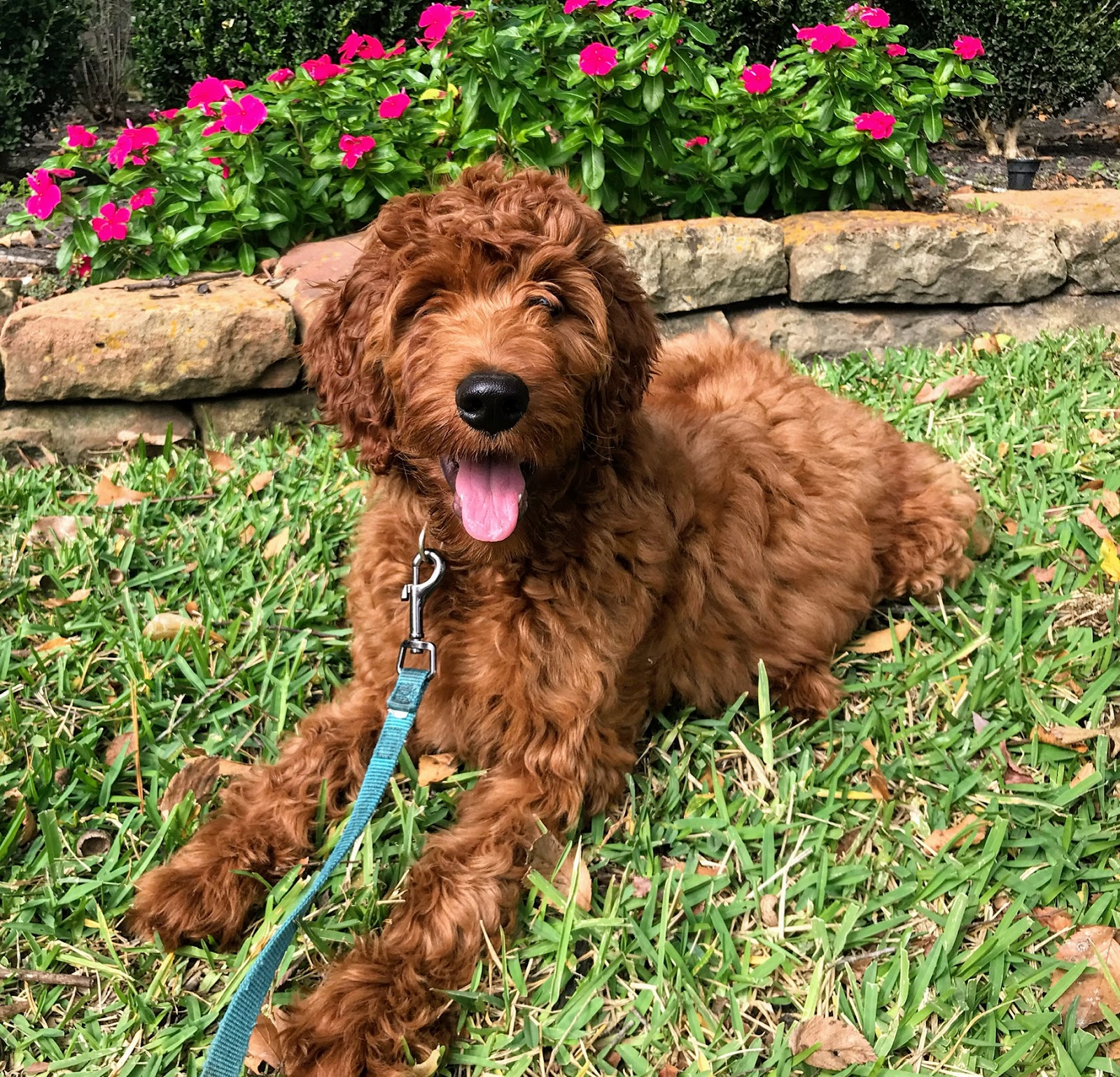 Nail Trim & Ear Cleaning